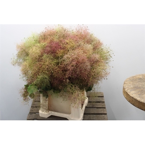 Cotinus Pruik. Rood