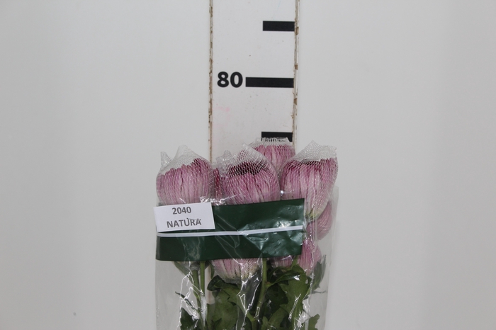 <h4>ANASTASIA COUTURE 080 CM</h4>