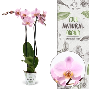 Your Natural Orchid | Salinas | Phalaenopsis 2 spike