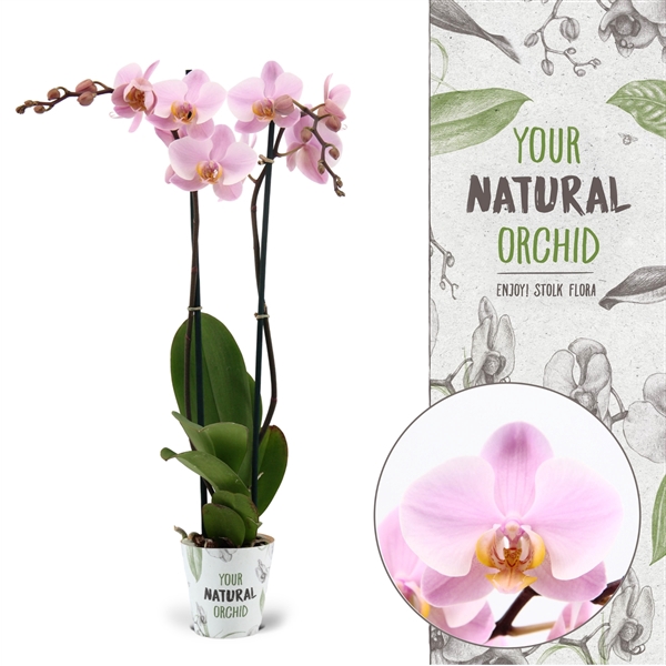 <h4>Your Natural Orchid | Salinas | Phalaenopsis 2 spike</h4>