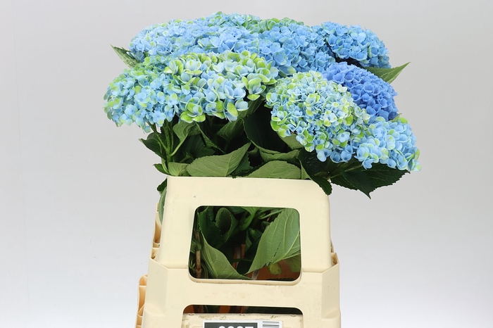 <h4>Hyd Revolution Blue</h4>