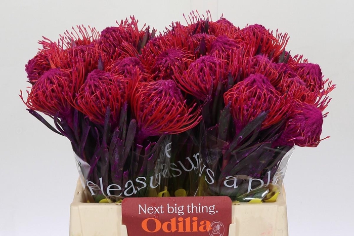 <h4>Nutans Painted Cerise</h4>