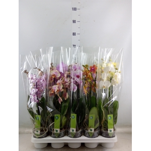 Phalaenopsis   ...mix  7