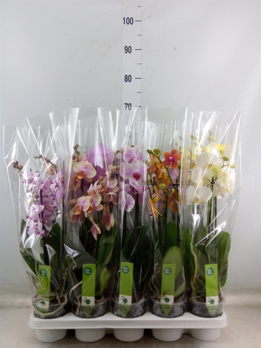 <h4>Phalaenopsis   ...mix  7</h4>