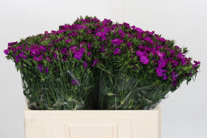 <h4>Dianthus Br Amazon Neon Purple</h4>