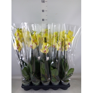 Phalaenopsis  'FC Miraflore'