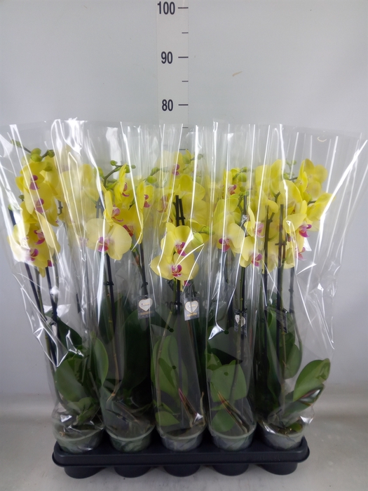 <h4>Phalaenopsis  'FC Miraflore'</h4>