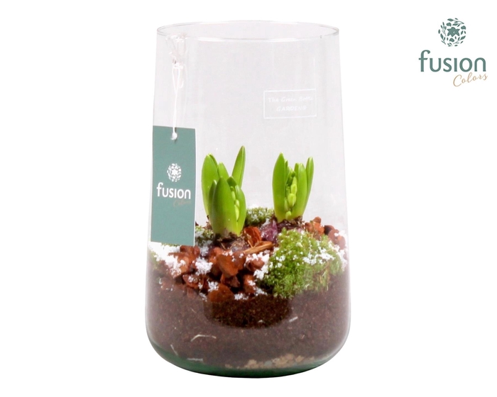 <h4>Green Bottle Deline Large Kerst met Hyacint</h4>