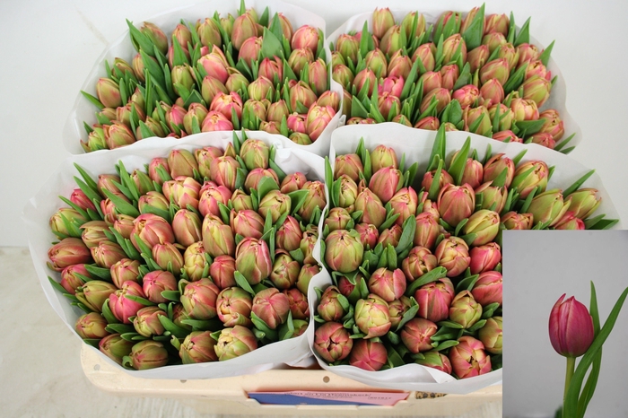 <h4>TU DU COLUMBUS</h4>