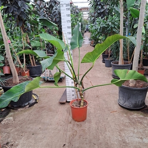 Philodendron Davidsonii 150