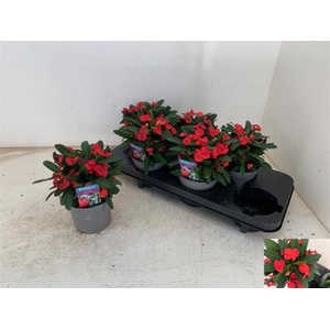 Euphorbia Milii Maxi Olympia ( Cites) 13Ø 23cm