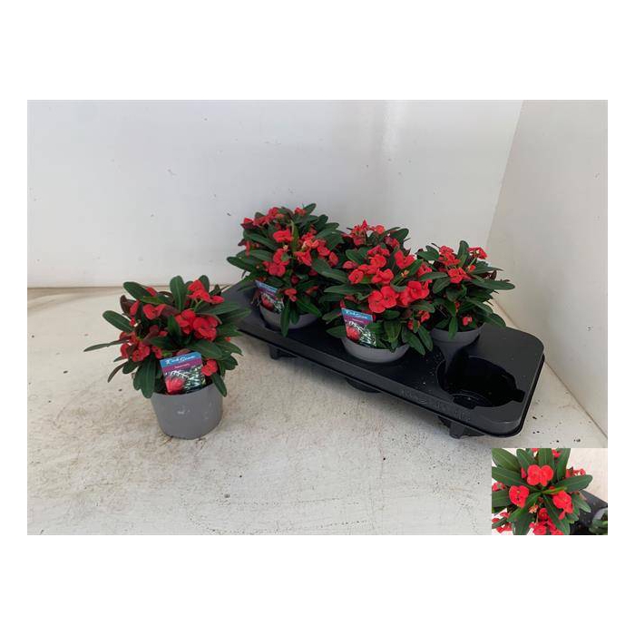 <h4>Euphorbia Milii Maxi Olympia ( Cites) 13Ø 23cm</h4>