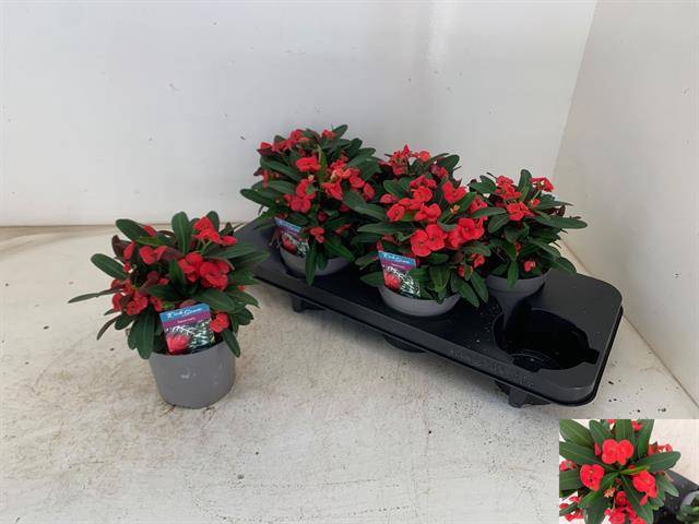 Euphorbia Milii Maxi Olympia ( Cites) 13Ø 23cm