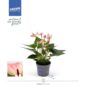 Anthurium - KARMA Hotlips | 9cm