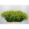 Solidago Tara Gold