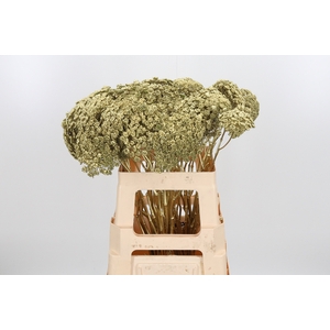 Ammi Zaad Kl Bh Goud