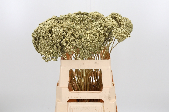 <h4>Ammi Zaad Kl Bh Goud</h4>