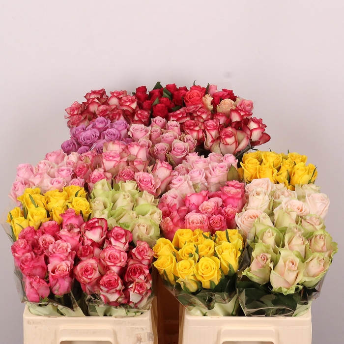 <h4>R GR GEM IN FUST</h4>