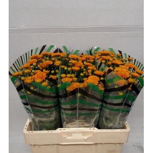 CHR SAN ELLIS ORANGE