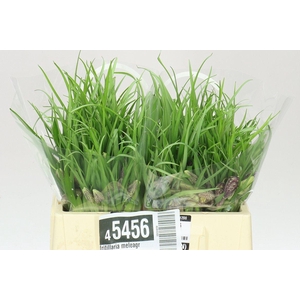 Fritillaria Meleagris