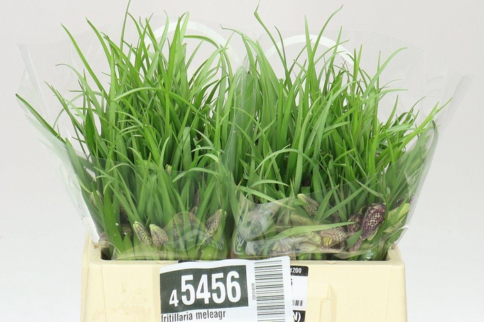 <h4>Fritillaria Meleagris</h4>
