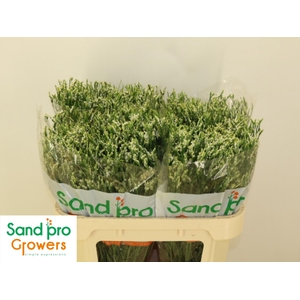 LIM SIN COOL DIAMOND