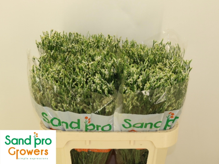 <h4>LIM SIN COOL DIAMOND</h4>