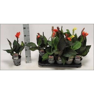 CANNA CANNOVA GEM
