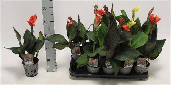 <h4>CANNA CANNOVA GEM</h4>