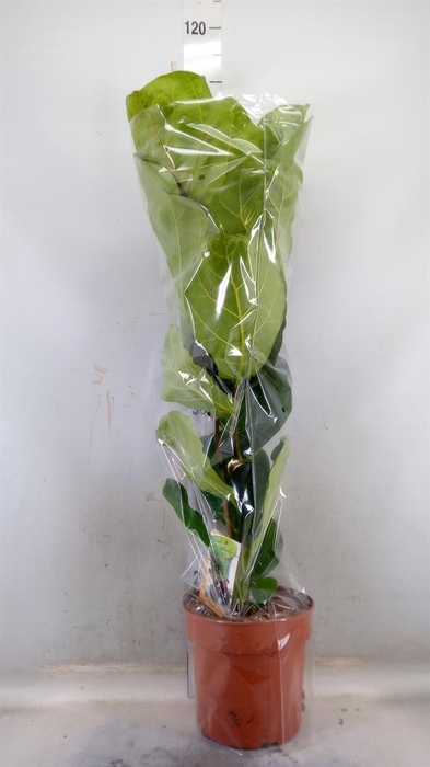<h4>Ficus lyrata</h4>