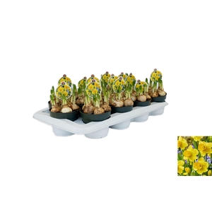 Narcissus Adriana Geertruida