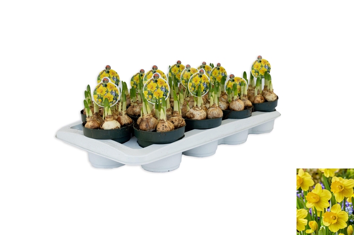 <h4>Narcissus Adriana Geertruida</h4>