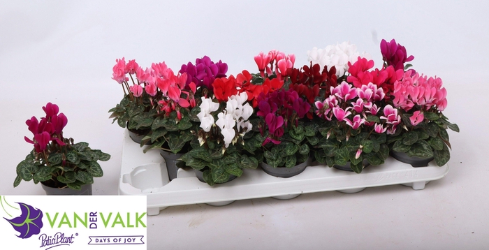 <h4>CYCL KL METIS</h4>