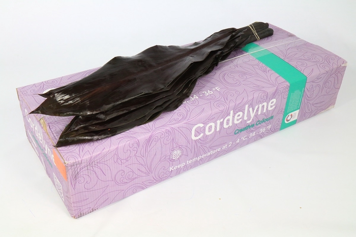 Cordyline Black Tie Creative Colours