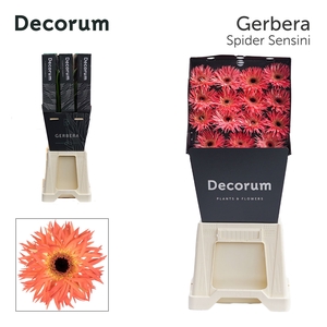 Gerbera Spider Sensini Diamond