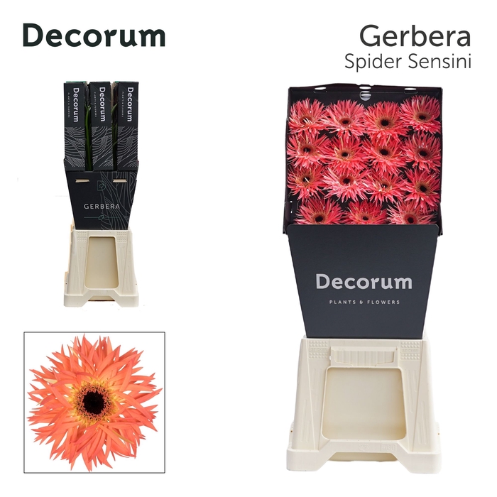 Gerbera Spider Sensini Diamond