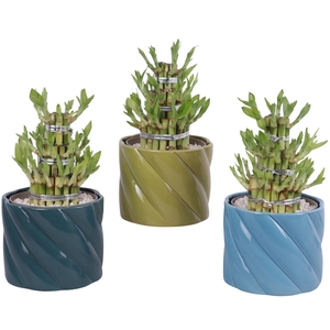 Lucky Bamboo Shape Round 3S Ø14cm Ceramic FB674