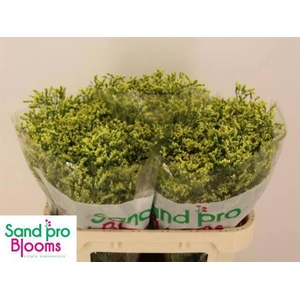 LIM SIN CHINA SUMMER