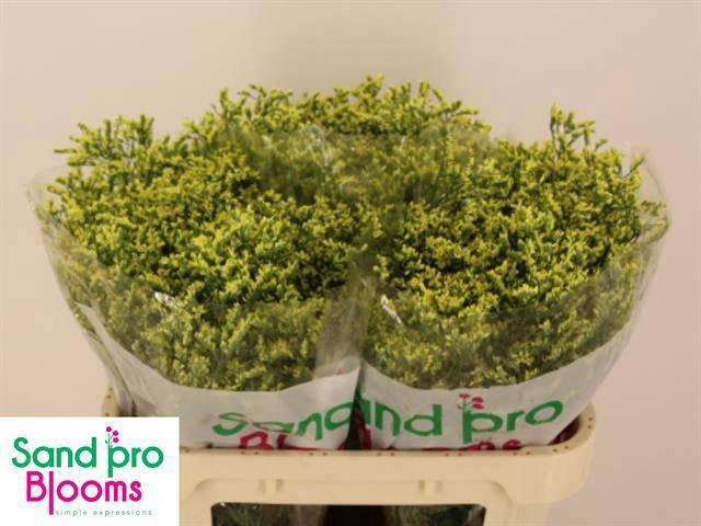 <h4>LIM SIN CHINA SUMMER</h4>