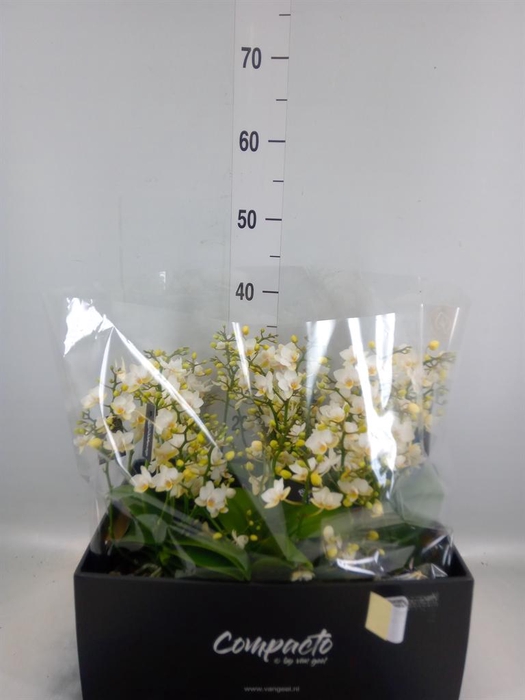 <h4>Phalaenopsis multi. 'Cream Punch'</h4>