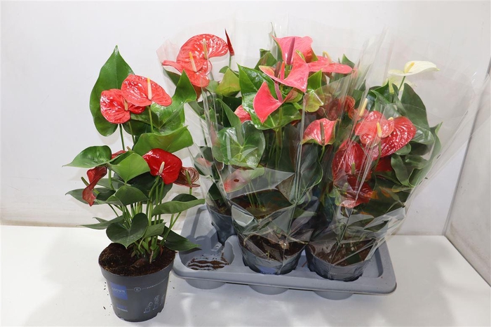 <h4>Anthu An Gem</h4>