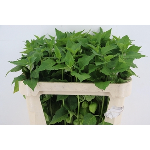 PHYSALIS LAMPION GREEN PER STEM