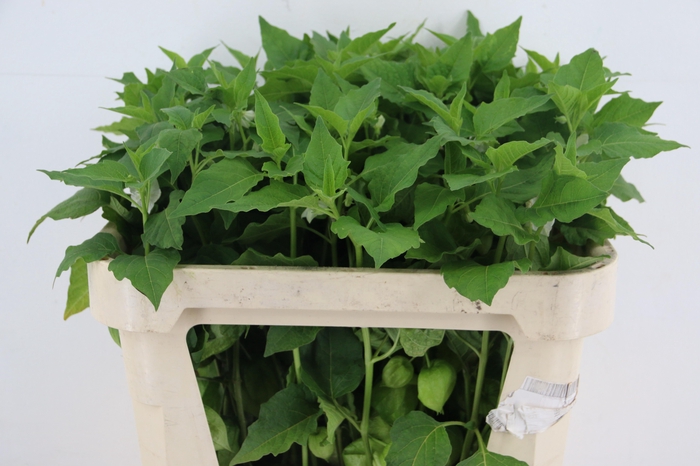 <h4>PHYSALIS LAMPION GREEN PER STEM</h4>