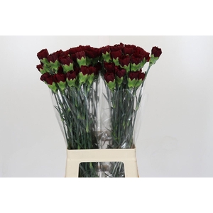 Dianthus St Zurigo