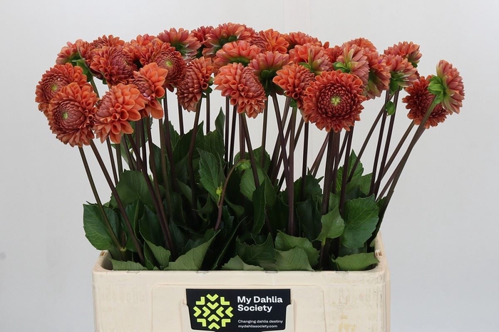 <h4>Dahlia BA 'Cornel Bronze'</h4>