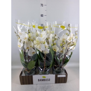 Phalaenopsis   ...white