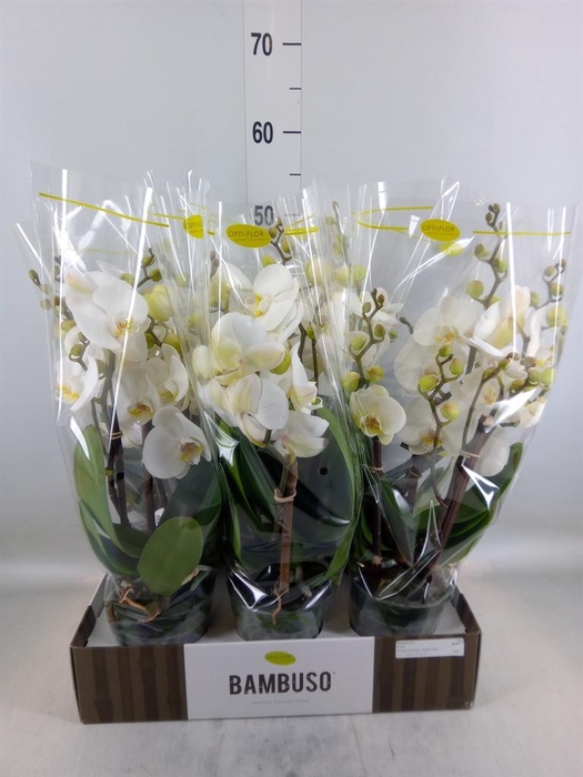 <h4>Phalaenopsis   ...white</h4>
