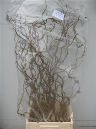 <h4>Corylus Av Contorta</h4>