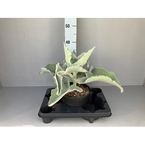 Kalanchoe beharensis elephant ear 17 cm