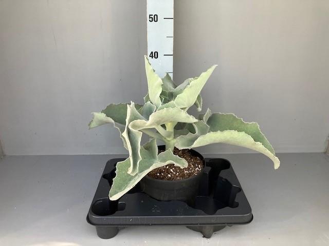 <h4>Kalanchoe beharensis elephant ear 17 cm</h4>